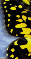 Black and yellow butterfly wing